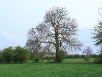 Fraxinus excelsior 31, Es, Saxifraga-Hans Boll