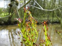 Fraxinus excelsior 53, Es, Saxifraga-Rutger Barendse