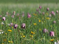 Fritillaria meleagris 47, Wilde kievitsbloem, Saxifraga-Hans Dekker