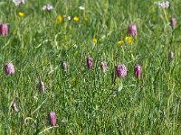 Fritillaria meleagris 51, Wilde kievitsbloem, Saxifraga-Hans Dekker