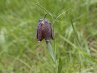 Fritillaria pyrenaica 11, Saxifraga-Willem van Kruijsbergen