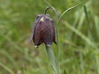 Fritillaria pyrenaica 5, Saxifraga-Willem van Kruijsbergen