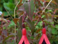Fuchsia magellanica 1, Saxifraga-Ed Stikvoort