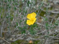 Fumana arabica 2, Saxifraga-Ed Stikvoort