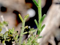 Fumana ericoides 4, Saxifraga-Sonja Bouwman  Fumana ericoides - Cistaceae familie