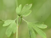 Fumaria capreolata 35, Rankende duivenkervel, Saxifraga-Sonja Bouwman