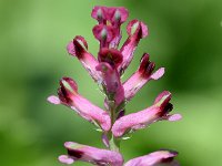 Fumaria officinalis 32, Gewone duivenkervel, Saxifraga-Sonja Bouwman  525. Gewone duivenkervel - Fumaria officinalis - Papaveraceae familie (i) Nieuwegein, Katwijk aan Zee, Woerden