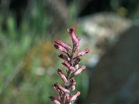 Fumaria officinalis 33, Gewone duivenkervel, Saxifraga-Jan van der Straaten