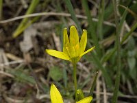 Gagea foliosa ssp elliptica 3, Saxifraga-Willem van Kruijsbergen