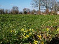 Gagea lutea 1, Bosgeelster, Saxifraga-Hans Dekker