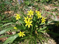 Gagea lutea 15, Bosgeelster, Saxifraga-Jasenka Topic