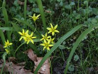 Gagea lutea 17, Bosgeelster, Saxifraga-Peter Meininger