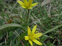 Gagea lutea 18, Bosgeelster, Saxifraga-Rutger Barendse