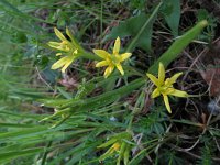 Gagea lutea 20, Bosgeelster, Saxifraga-Rutger Barendse