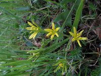 Gagea lutea 21, Bosgeelster, Saxifraga-Rutger Barendse