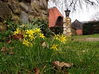 Gagea lutea 25, Bosgeelster, Saxifraga-Hans Dekker