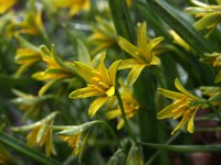 Gagea lutea 27, Bosgeelster, Saxifraga-Hans Dekker