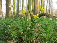 Gagea lutea 29, Bosgeelster, Saxifraga-Mark Zekhuis