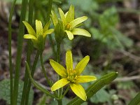 Gagea lutea 30, Bosgeelster, Saxifraga-Willem van Kruijsbergen