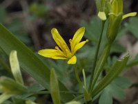 Gagea lutea 31, Bosgeelster, Saxifraga-Willem van Kruijsbergen