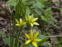 Gagea lutea 32, Bosgeelster, Saxifraga-Willem van Kruijsbergen