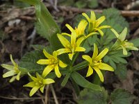 Gagea lutea 33, Bosgeelster, Saxifraga-Willem van Kruijsbergen