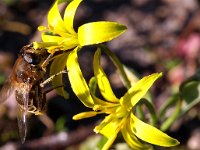 Gagea lutea 35, Bosgeelster, Saxifraga-Hans Dekker