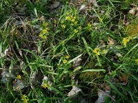 Gagea lutea 36, Bosgeelster, Saxifraga-Ed Stikvoort