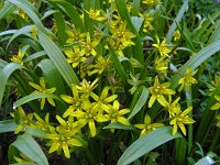 Gagea lutea 38, Bosgeelster, Saxifraga-Ed Stikvoort