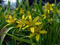 Gagea lutea 40, Bosgeelster, Saxifraga-Ed Stikvoort