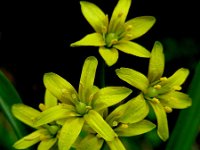 Gagea lutea 41, Bosgeelster, Saxifraga-Ed Stikvoort