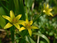 Gagea lutea 42, Bosgeelster, Saxifraga-Ed Stikvoort