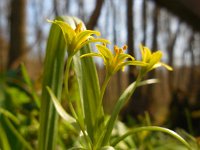 Gagea lutea 43, Bosgeelster, Saxifraga-Ed Stikvoort