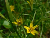 Gagea lutea 44, Bosgeelster, Saxifraga-Ed Stikvoort