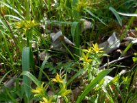 Gagea lutea 45, Bosgeelster, Saxifraga-Ed Stikvoort