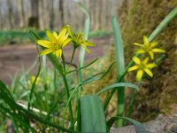 Gagea lutea 46, Bosgeelster, Saxifraga-Ed Stikvoort