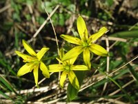 Gagea lutea 51, Bosgeelster, Saxifraga-Rutger Barendse