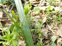 Gagea lutea 52, Bosgeelster, Saxifraga-Rutger Barendse