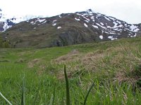 Gagea lutea 53, Bosgeelster, Saxifraga-Jeroen Willemsen