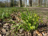 Gagea lutea 54, Bosgeelster, Saxifraga-Jelle van Dijk