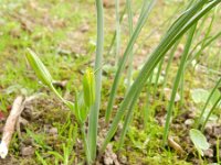 Gagea lutea 57, Bosgeelster, Saxifraga-Rutger Barendse