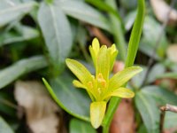 Gagea lutea 59, Bosgeelster, Saxifraga-Rutger Barendse