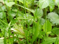 Gagea lutea 60, Bosgeelster, Saxifraga-Rutger Barendse