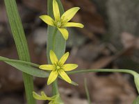 Gagea lutea 61, Bosgeelster, Saxifraga-Willem van Kruijsbergen