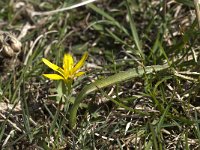 Gagea lutea ssp burnatii 10, Saxifraga-Willem van Kruijsbergen