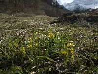 Gagea lutea ssp lutea 11, Bosgeelster, Saxifraga-Jan van der Straaten