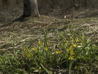 Gagea lutea ssp lutea 12, Bosgeelster, Saxifraga-Marijke Verhagen