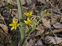 Gagea lutea ssp lutea 2, Bosgeelster, Saxifraga-Jan van der Straaten