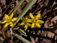 Gagea lutea ssp lutea 3, Bosgeelster, Saxifraga-Jan van der Straaten