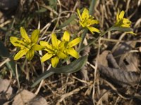 Gagea lutea ssp lutea 4, Bosgeelster, Saxifraga-Jan van der Straaten